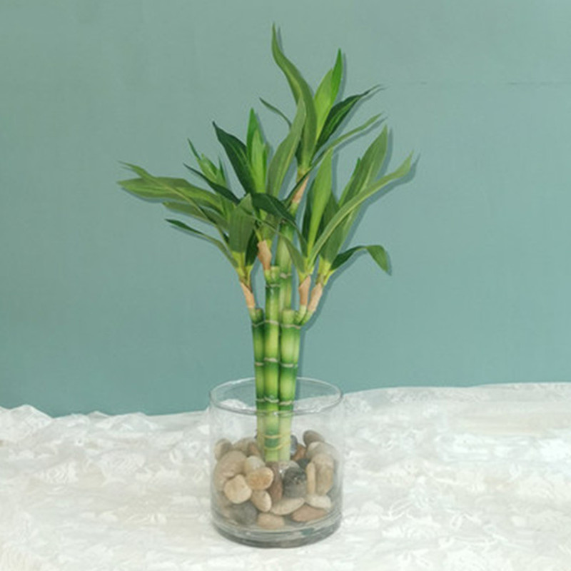 Yeni 40cm Yapay Şanslı Bambu S - Dracaena Marginata incelemesi ve fiyatı