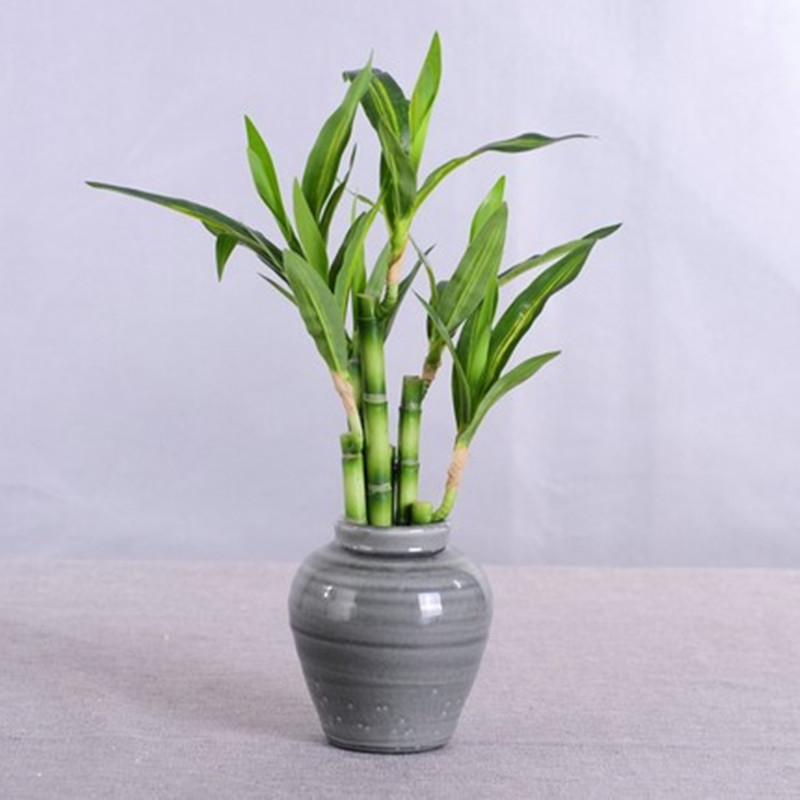 Yeni 40cm Yapay Şanslı Bambu S - Dracaena Marginata incelemesi ve fiyatı