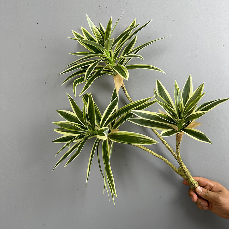 Simüle Yeşil Bitkiler 3 Başlı  - Dracaena Marginata incelemesi ve fiyatı